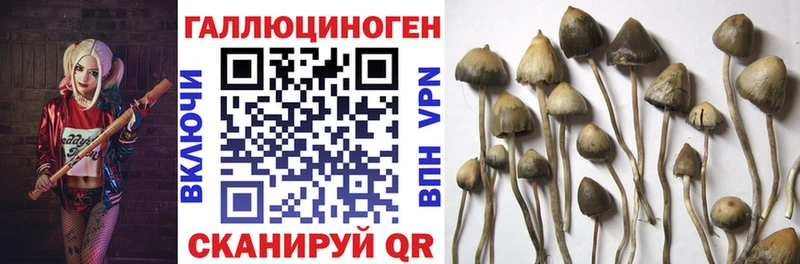 Галлюциногенные грибы Psilocybine cubensis продажа наркотиков Мосальск